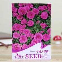 【小矮人翠菊種子】最新最全小矮人翠菊種子 產(chǎn)品參考信息