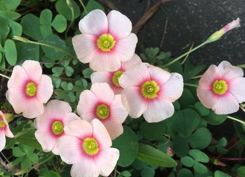 陽臺上初冬的主角,有2種,花兒很漂亮顏色很仙也很好養(yǎng)