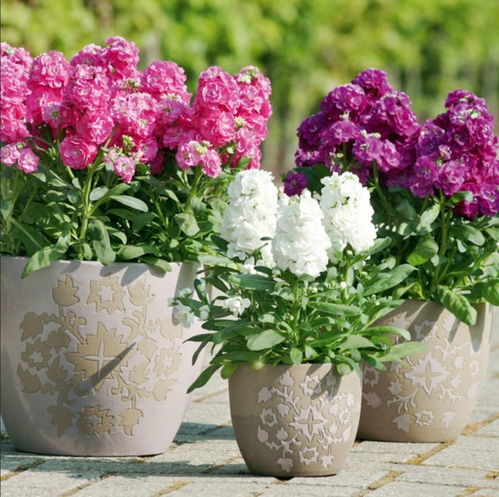 盆栽紫羅蘭花朵可開小半年,這個(gè)冬春時(shí)節(jié)陽臺不可少的小草花