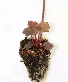 這5種常見花卉也能葉片扦插