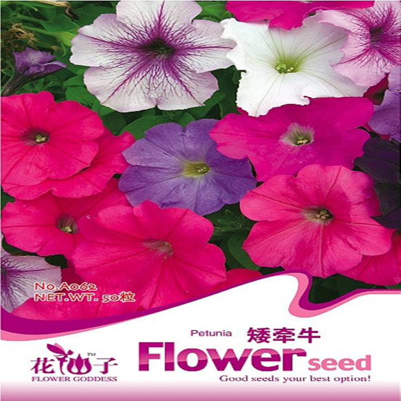 批發(fā)盆栽花卉植物 大千牛 矮牽牛種子 約50粒 10種顏色牽?；ǚN子