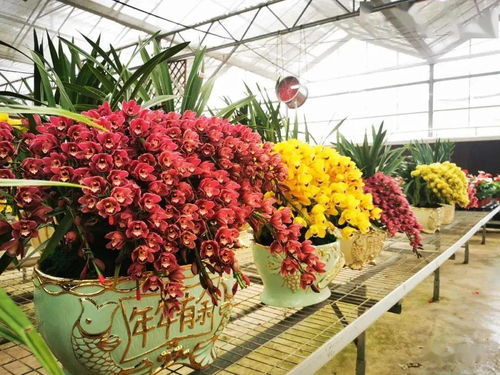 青秀山25萬株迎春花卉等你來賞其中有22種帶 虎 字植物,展出截至2月20日