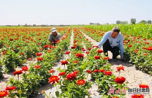 高臺黑泉鎮(zhèn) 花經(jīng)濟(jì) 鋪就鄉(xiāng)村致富路