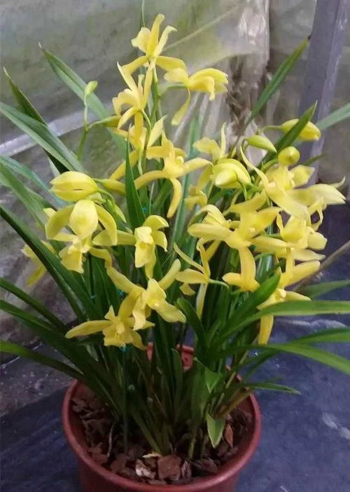 新手養花不如養花種精品蘭花,花大色艷,香味撲鼻,一年四季開花