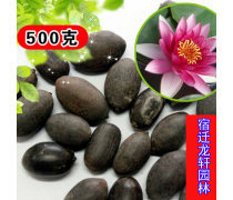 花卉種子