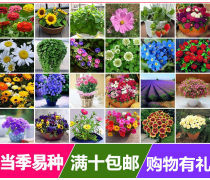 十種盆栽花卉產品信息