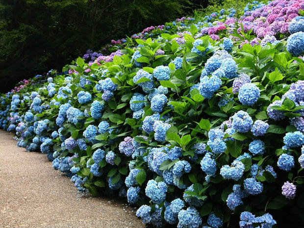 繡球花種籽子混色八仙花種室外庭院盆栽植物藍繡球花香草植物種子