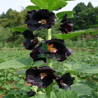 蜀葵種子園林綠化一丈紅種子陽臺盆栽花海花鏡花籽絨葵花卉種子