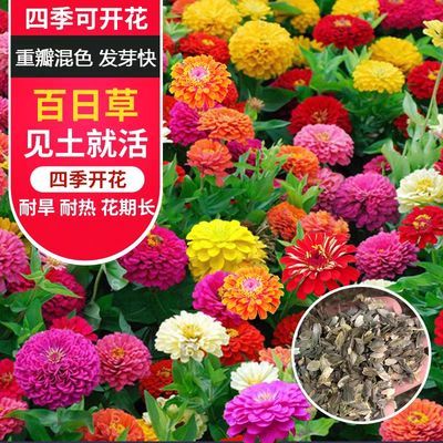 精品滿天星花種子四季易種花開不斷凈化空氣室內陽臺盆栽花卉草籽