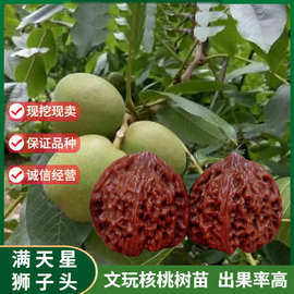 樹麻核桃