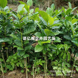 馬來西亞 肉干