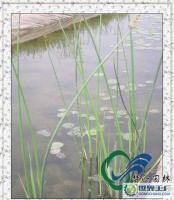 草花,睡蓮供應,碗蓮供應,荷花,睡蓮種子,香蒲價格[供應]_花卉_世界工廠網中國產品信息庫