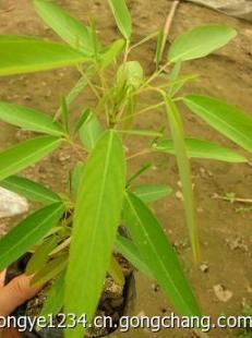 跳舞草花卉種子批發銷售花卉種子套餐訂購熱賣了_農副產品_世界工廠網