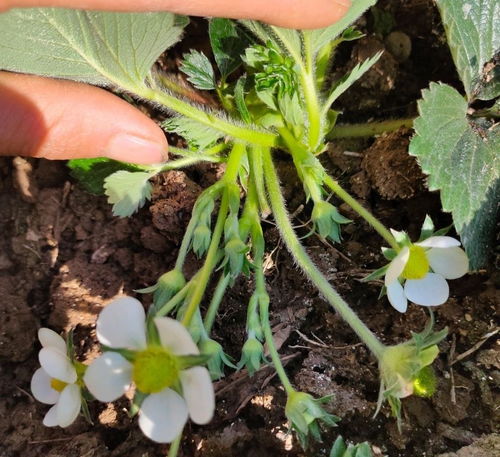 草莓苗怎么種 關鍵 2步 做好了,花多得數不清,草莓摘不停