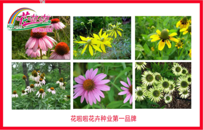 花卉種子