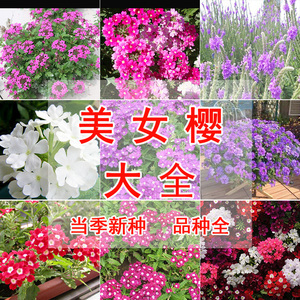 陽臺植物種子