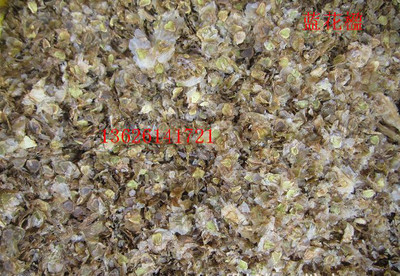 觀賞植物,觀賞樹種子:藍花楹種子,到專業花卉種子站購買