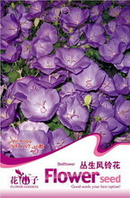 【叢生植物】最新最全叢生植物 產品參考信息