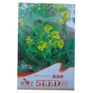 錦萱 花仙子系列 板藍(lán)根種子 家庭種植實(shí)用裝 庭院別墅陽臺(tái)室內(nèi)盆栽花卉種子 庭院花種子 瓜果蔬菜種子-家居裝修-亞馬遜中國(guó)
