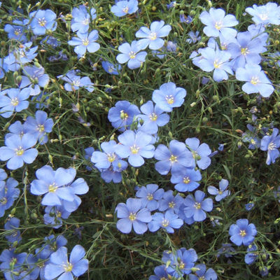 蘭花亞麻藍(lán)花亞麻草花陽臺(tái)室內(nèi)種子 推薦
