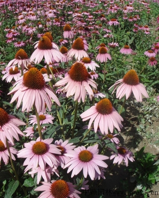 花卉種子 壯麗的花海景觀是如何建造的