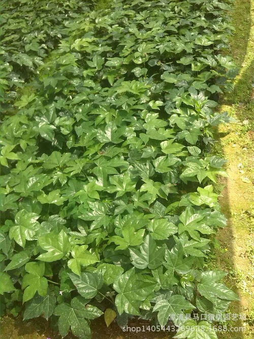 景觀花卉種子報(bào)價(jià) 廠家