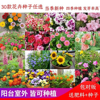 細辛花種子大全易養活室內室外懶人花好養太陽花向日葵滿天星.