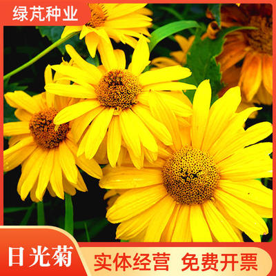 日光菊種子現貨