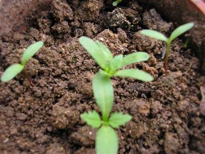 【醉碟孔雀草百日草熏衣草等花卉種子幼苗批發(fā)中】價格,廠家,花卉種子種苗
