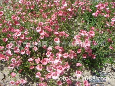 廠家直銷(xiāo)優(yōu)良花卉種子、景觀綠化種子、稀有品種花卉、雙距花種子 圖片_高清大圖 