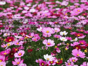 波斯菊花卉種子報(bào)價(jià) 廠家