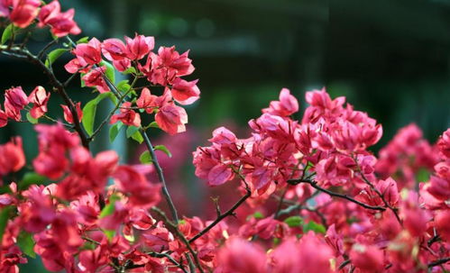 開(kāi)花植物養(yǎng)得多 想要開(kāi)花爆盆,促花肥要準(zhǔn)備2種才行