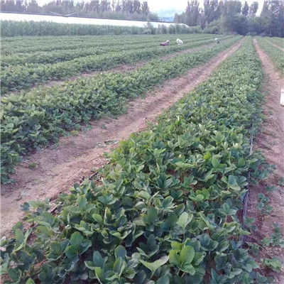 精品推薦章姬草莓苗 章姬草莓苗價(jià)格