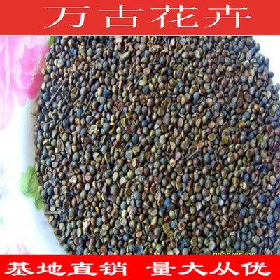 種苗、種子、種球-批發新采花卉種子 爬山虎種子 攀援觀葉植物 四季播易種-種苗、.