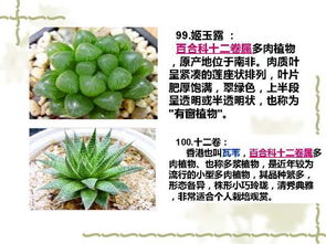 100種室內(nèi)常見植物養(yǎng)護環(huán)境大全 送給你