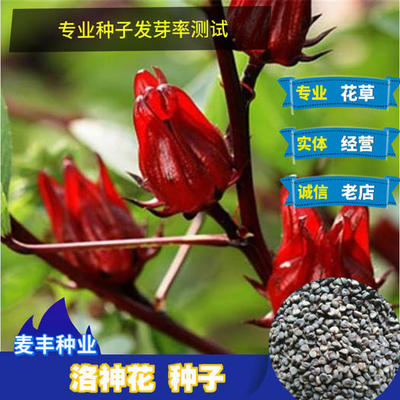 苦草種子介紹