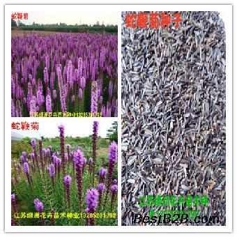 公布花卉蛇鞭菊種子調(diào)整后價格