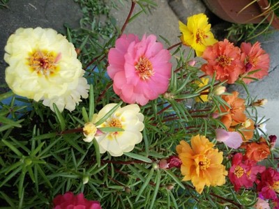 銷售太陽花種子 半枝蓮種子 太陽花種子價格 太陽花種子批發(fā) 貨到付款 量大從優(yōu)