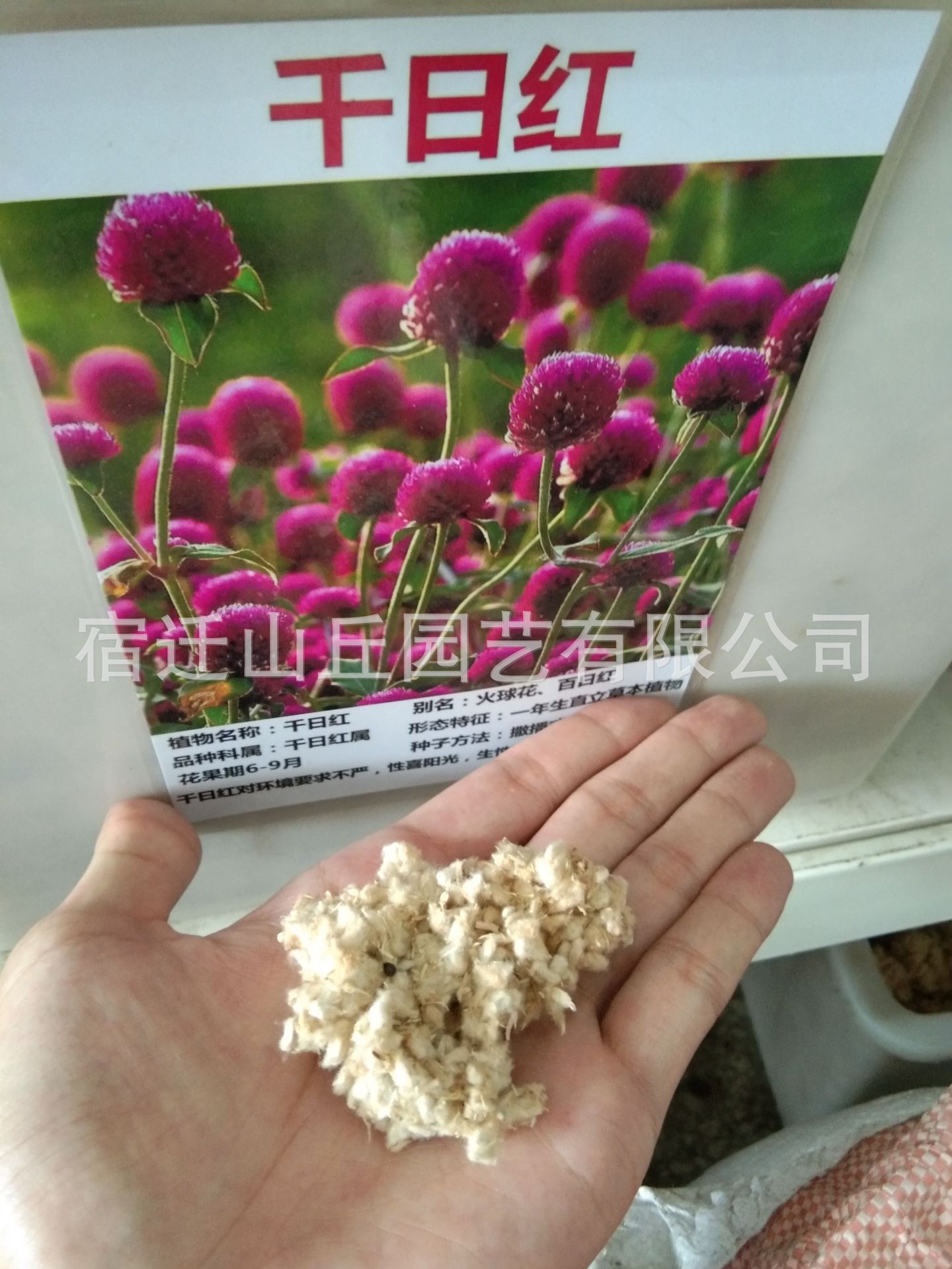 批發(fā)草花種子千日紅千日紫千日粉種子易活花籽景觀花海花卉種子