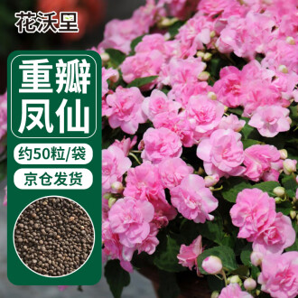 甲種子