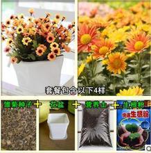 【進口小雛菊種子】最新最全進口小雛菊種子 產(chǎn)品參考信息