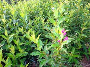 沭陽花供應商,價格,沭陽花批發市場 