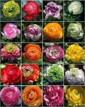 【菜花牡丹】最新最全菜花牡丹 產品參考信息