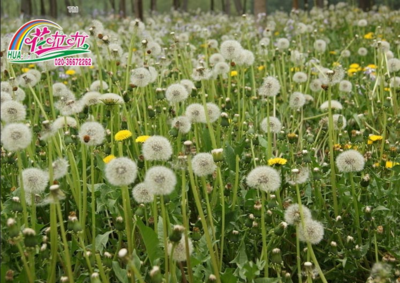 花卉種子