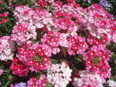 花卉種子、種苗、美女櫻,供應廠家直銷花卉種子、景觀綠化種子、