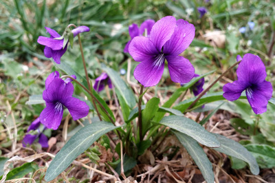 花卉種子紫花地丁種子價格情況