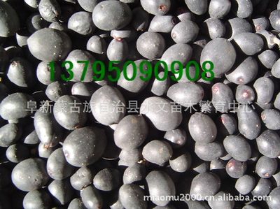 水臘種子,苗木種子、林木種子、花卉種子_農(nóng)副產(chǎn)品_世界工廠網(wǎng)