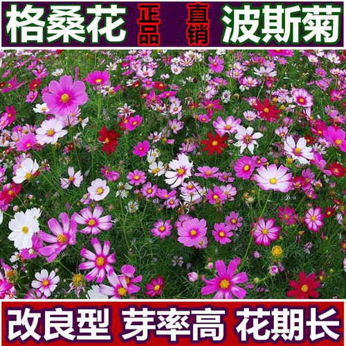 波斯菊花種子格桑花百日草四季開花易活花籽庭院室外花卉陽臺室內