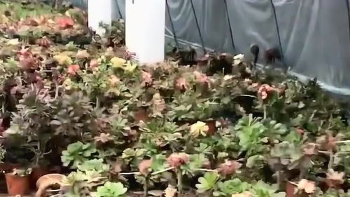 大哥大棚里種的花,看著比人還嬌貴,怕它們中暑還給安排了一臺空調