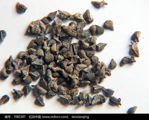 花卉種子藍薊種子高清圖片下載 紅動網